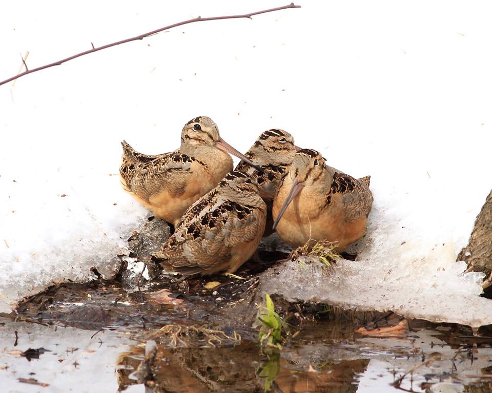 Woodcock huddle together in Central Park, New York City following March 2017 snowstorm. Food stressed woodcock are at increased risk of starvation and predation. Photo by Thomas Schuchaskie, from Facebook March 15, 2017.