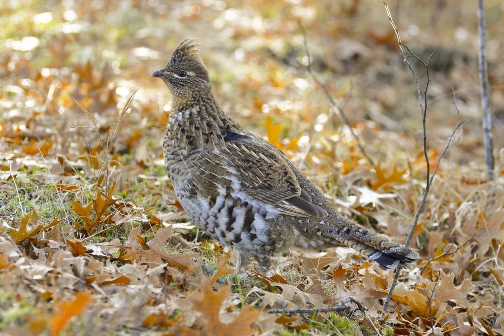 Ruffed Grouse - Photo Credit:  Steve Oehlenschlager