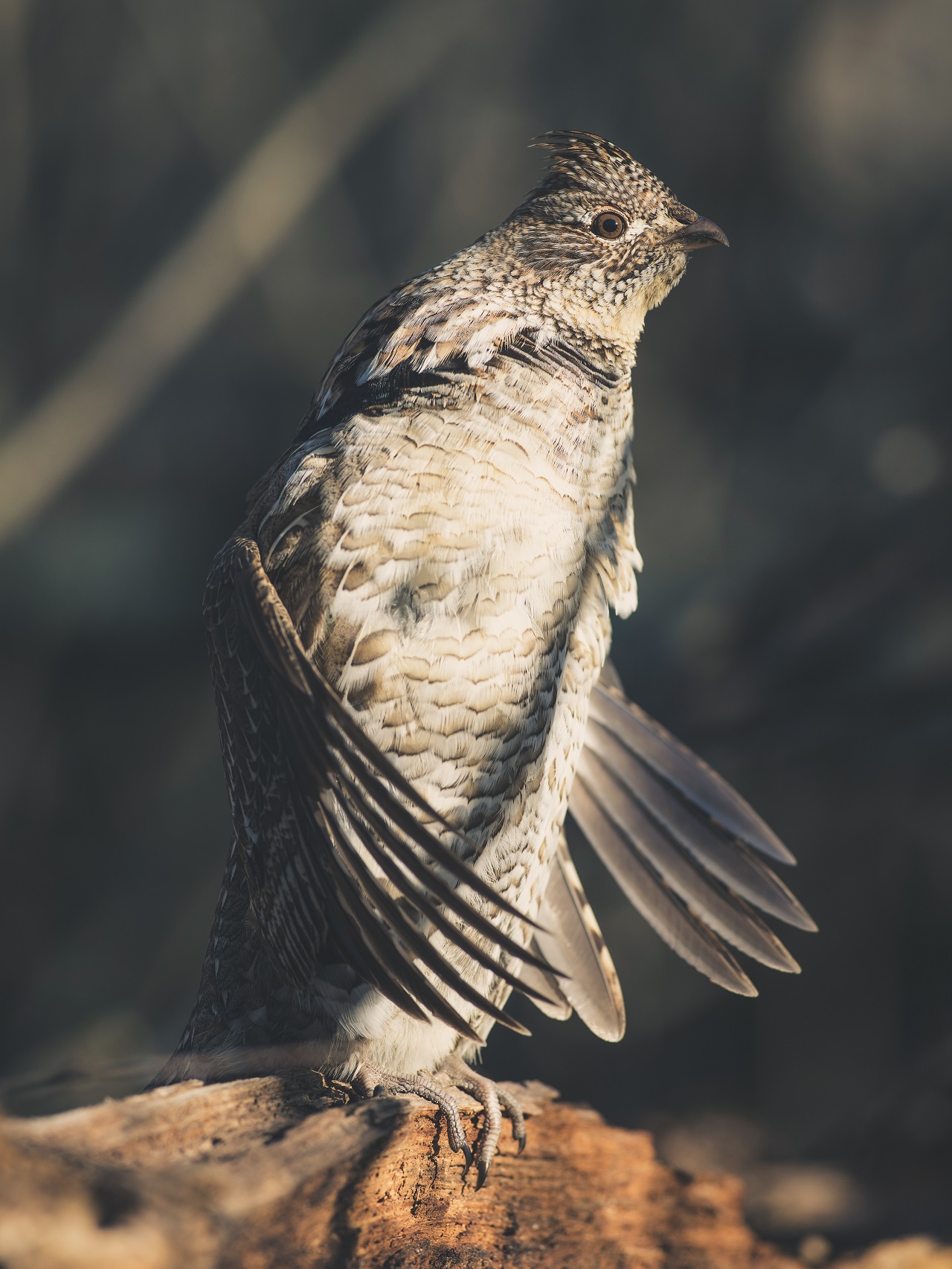 What We Can Learn from Grouse Drumming Surveys RGS