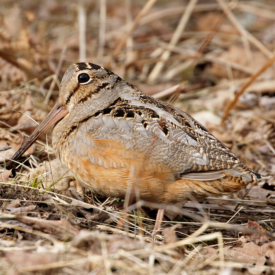 Woodcock Hunting