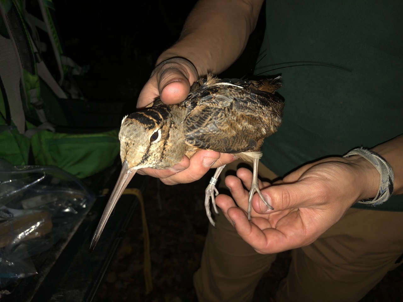 Understanding Woodcock Migration Rgs 3869