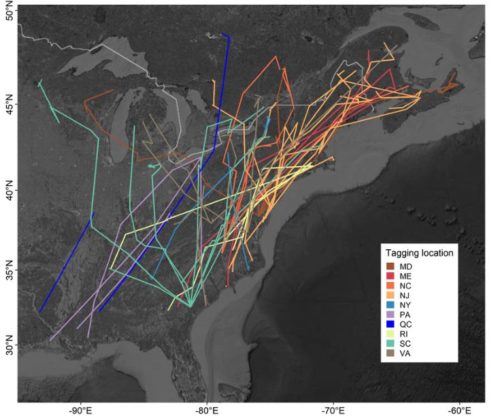 Migration Mapping - RGS