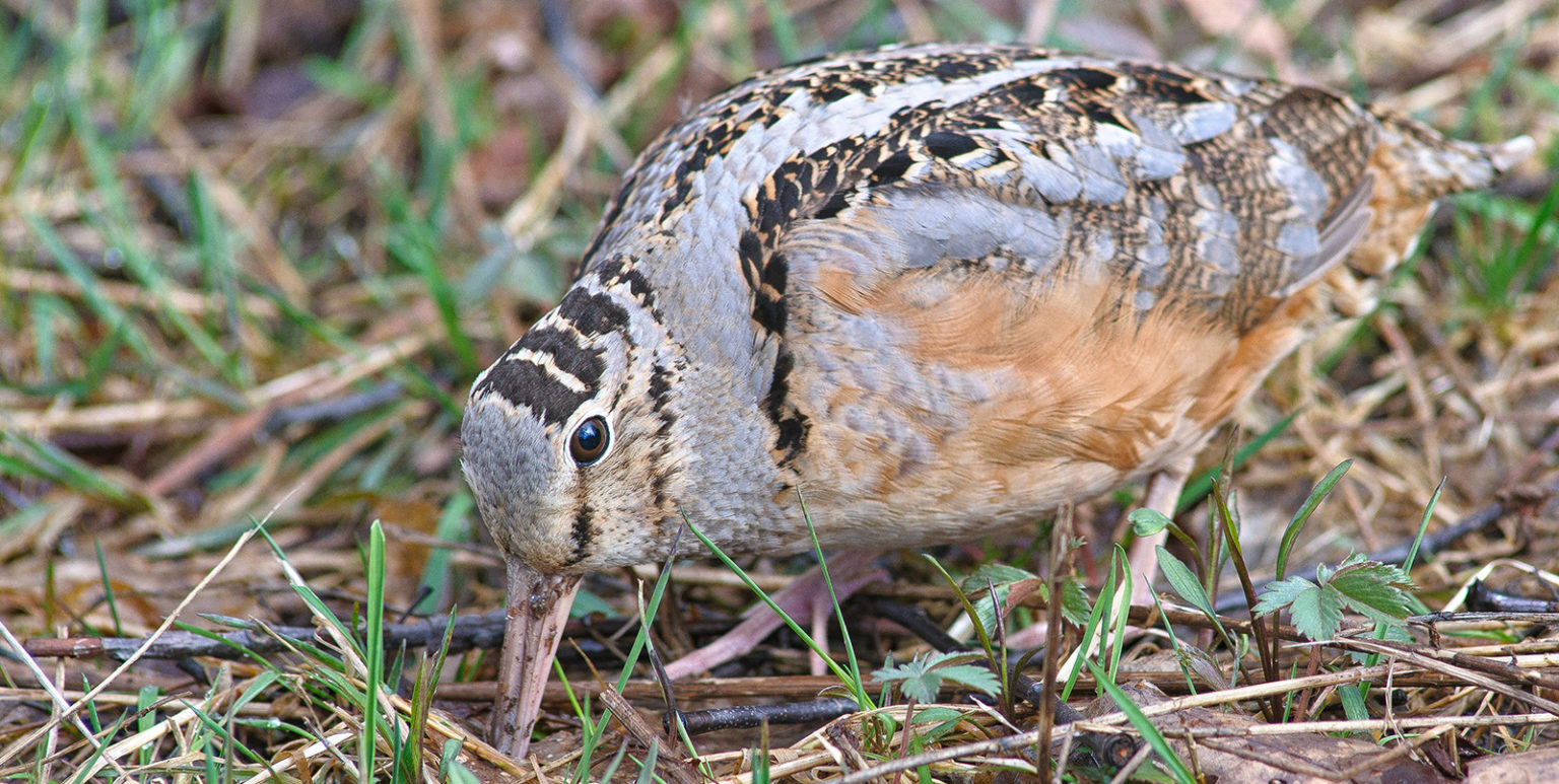 Michigan's "woodcock recovery plan" (HB 5631) aims to ensure the future