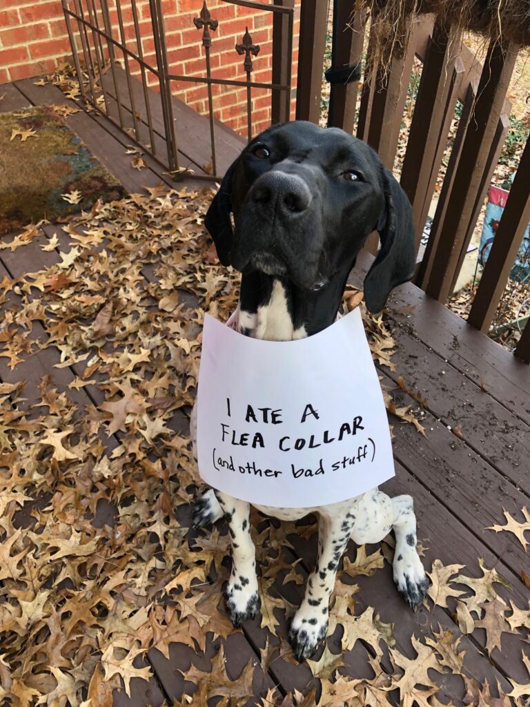 Dog swallowed best sale stuffed animal