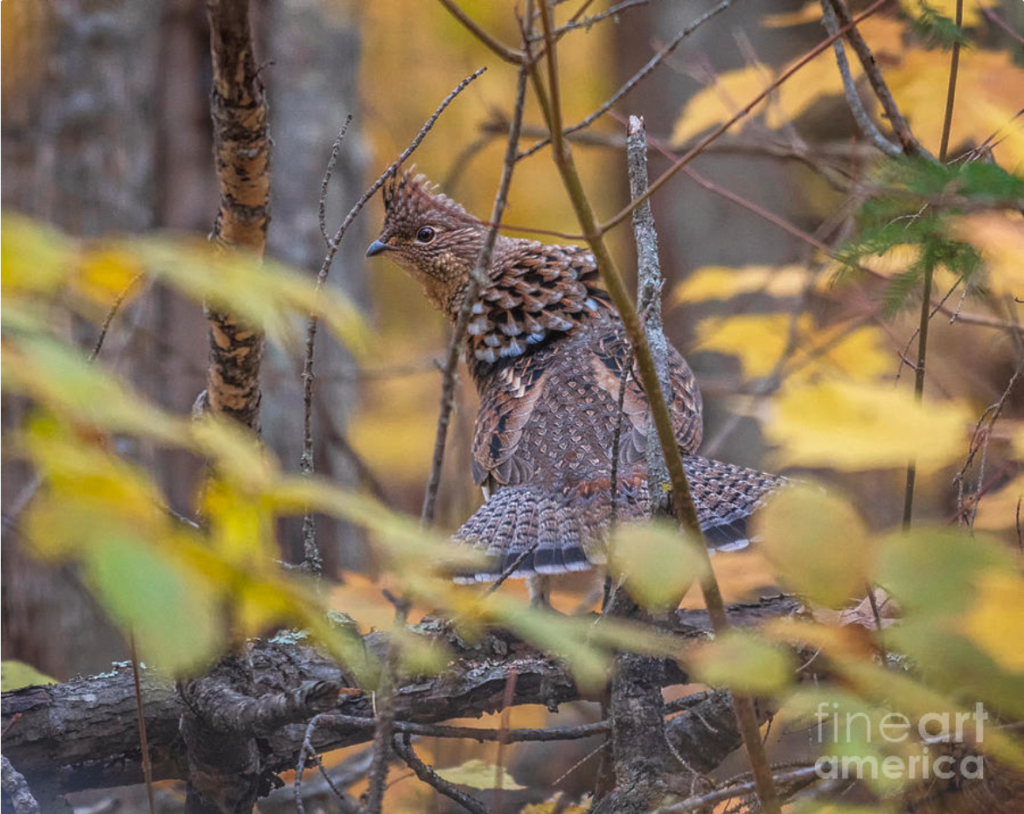 ruffed grouse