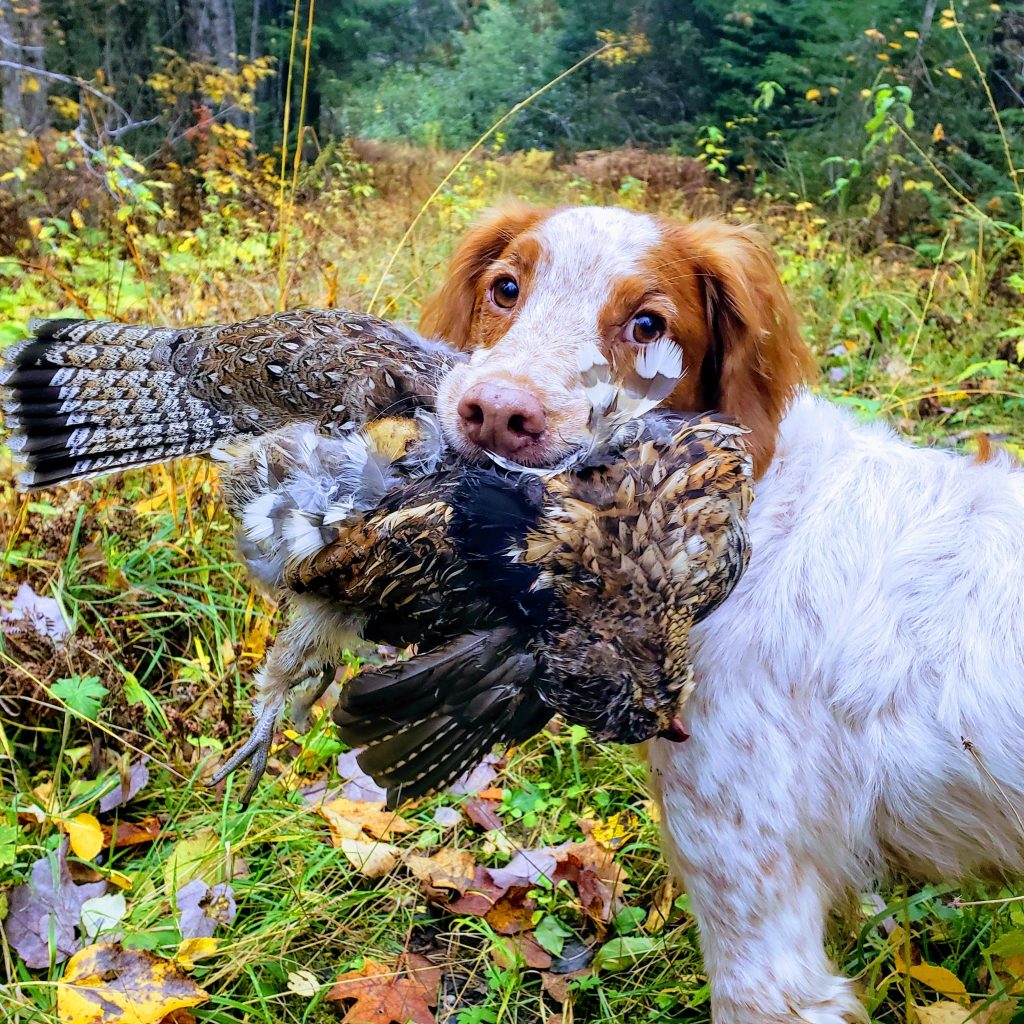 Brittany spaniel hunting store painting