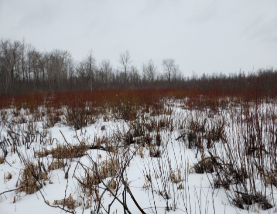 Fig 1: Feb 2020 post mowing regeneration at NE site looking NW (aspen stand to left – west)