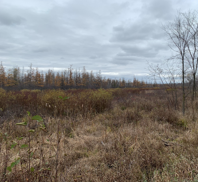 Fig 2: Oct 2020 post mowing regeneration on NW site looking NW (aspen stand to right – east)