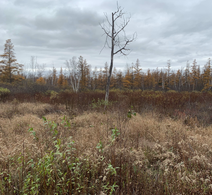 Fig 3: Oct 2020 post mowing regeneration on southern site looking SW (aspen stand to left – east)