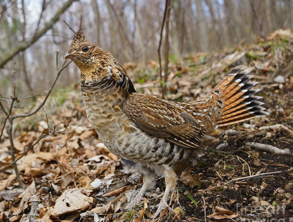 Ruffed grouse by Timothy Flanigan