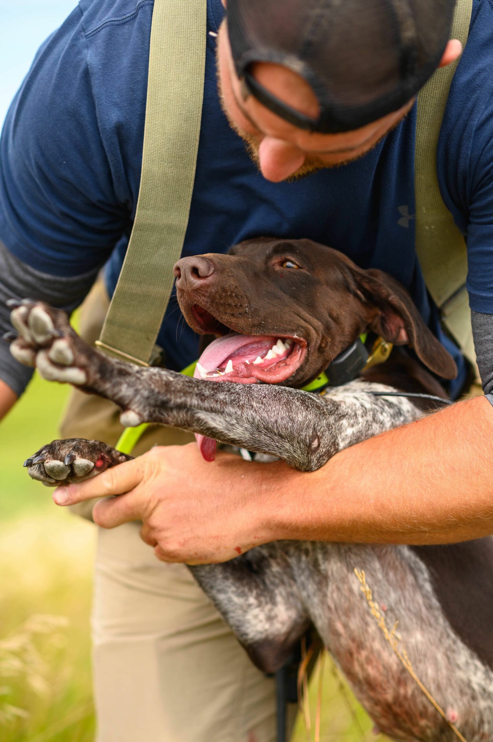 how do you remove newborn puppies dew claws