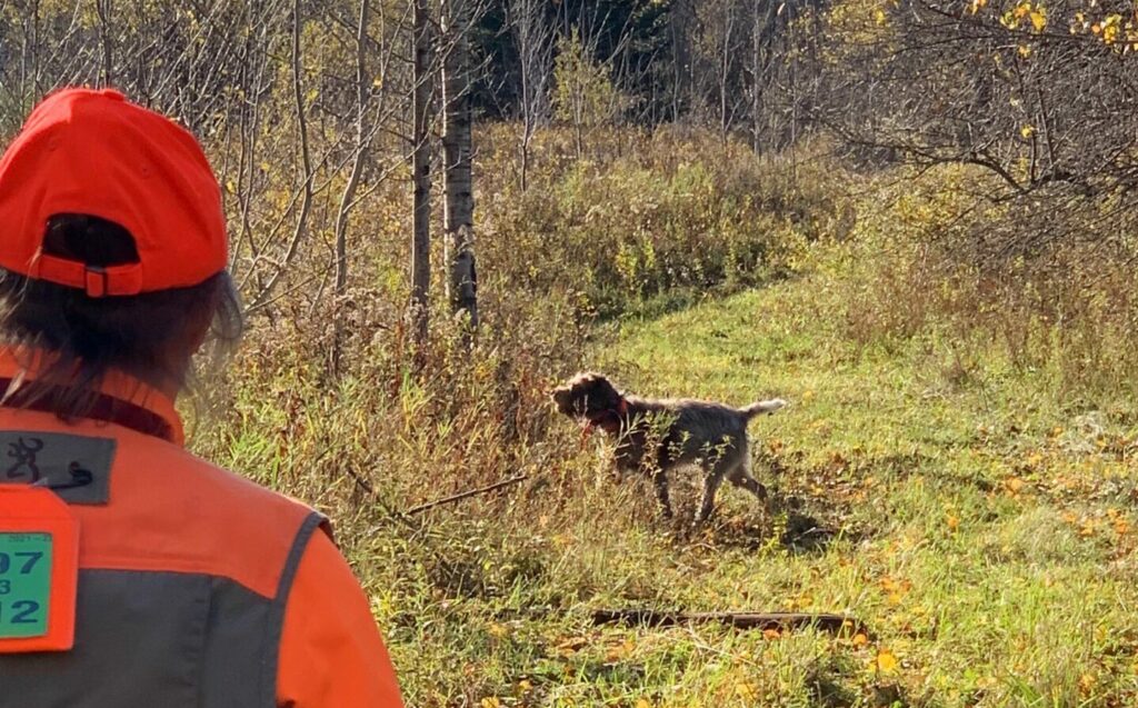 High Forest Kennels