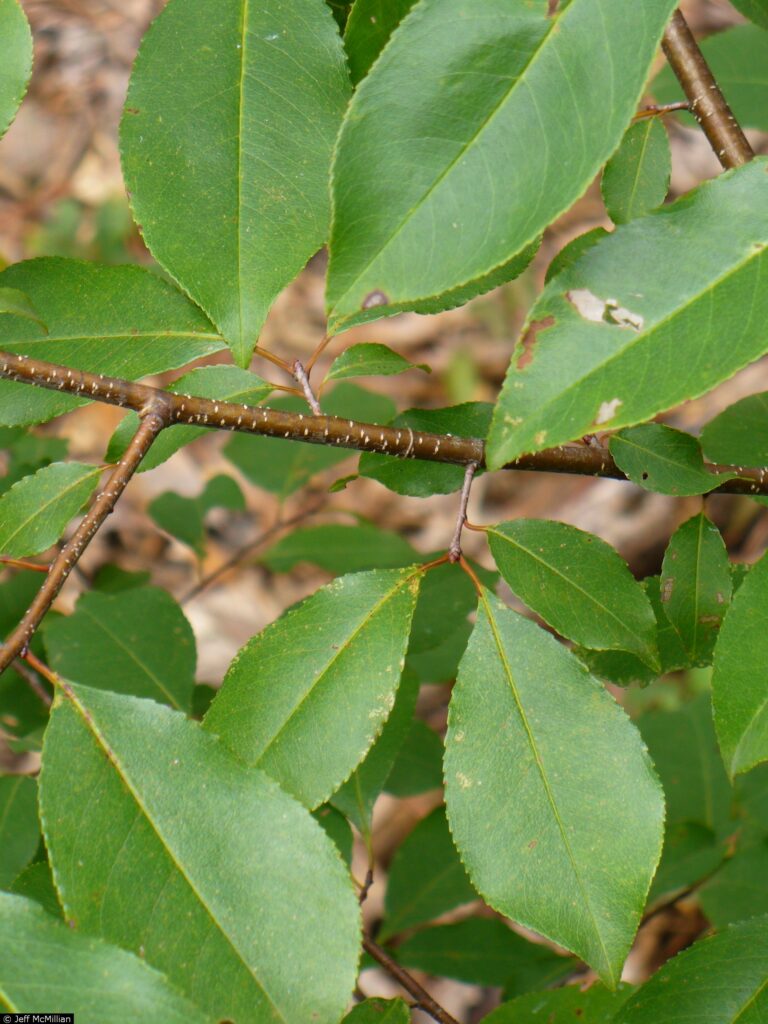 wild cherry tree identification