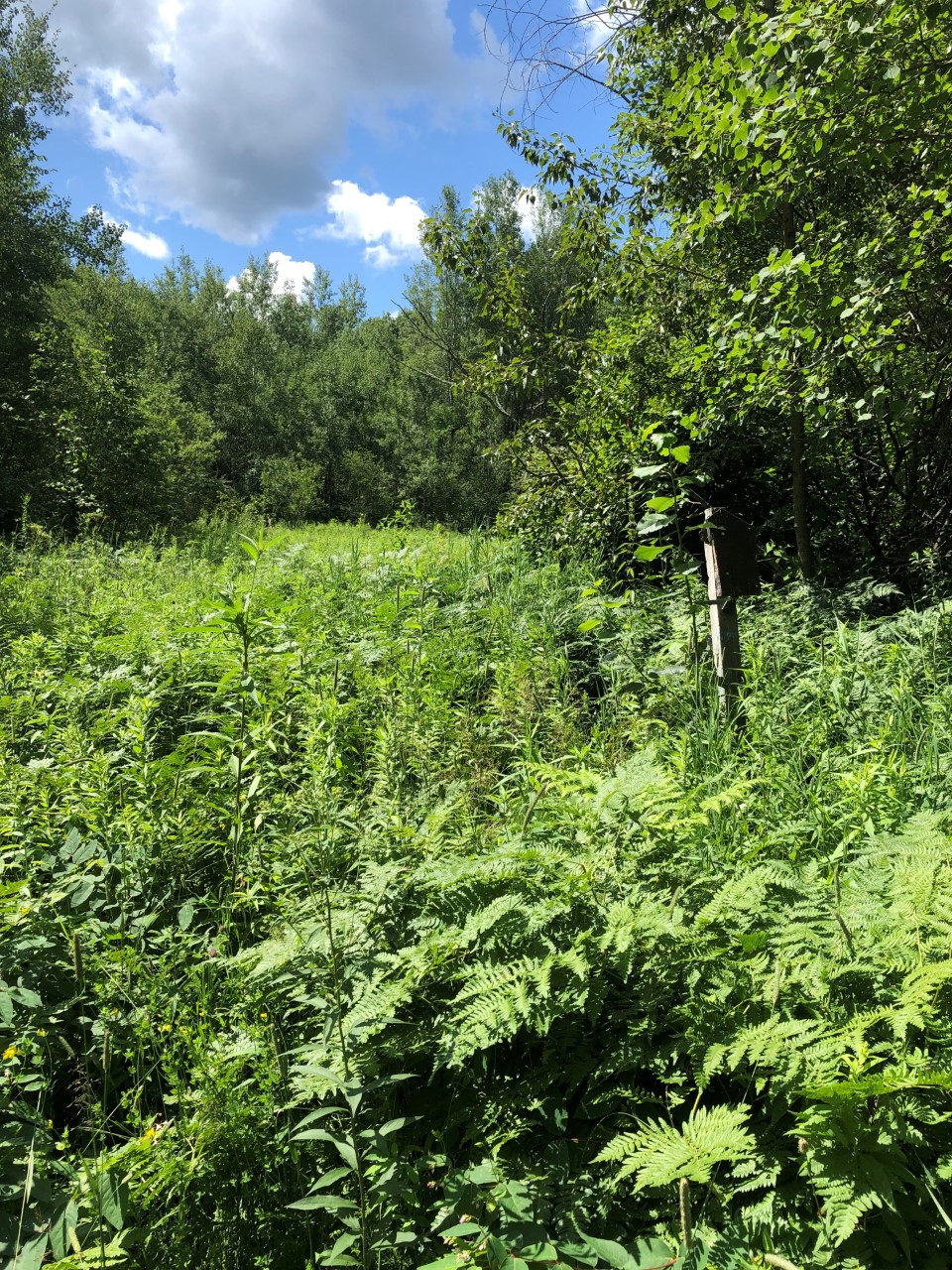 2022 Chippewa National Forest Stewardship Deer River Minnesota