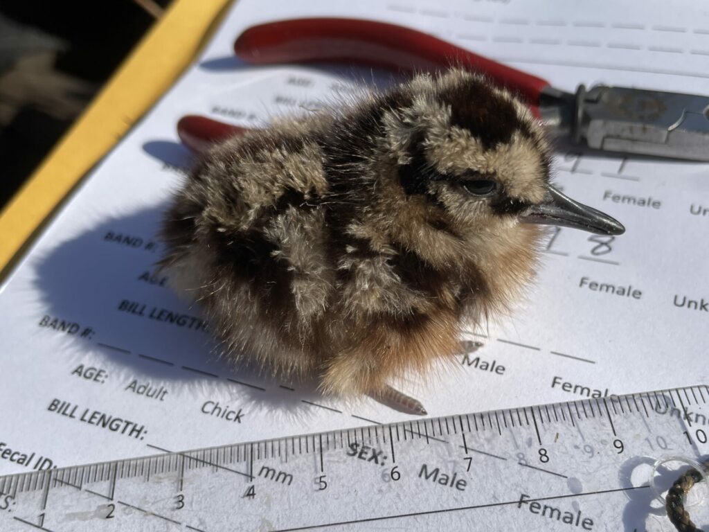 baby woodcock