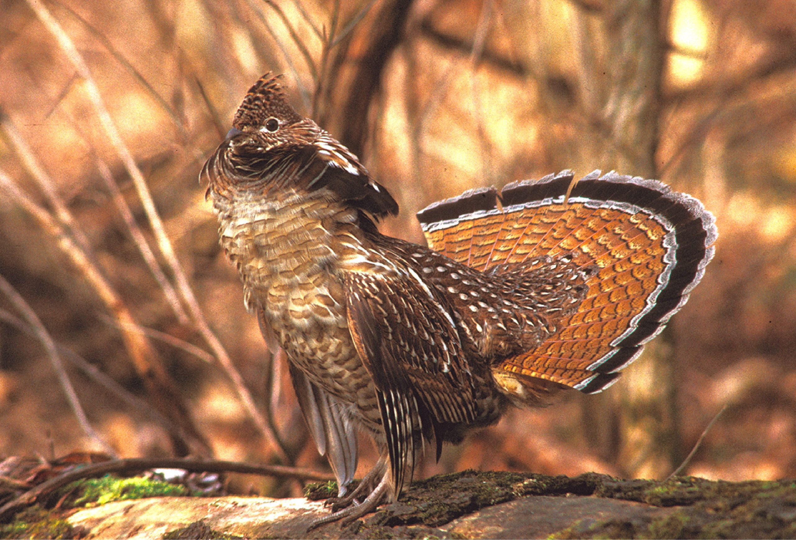 Determining the Age of a Quail from Wing Feathers - Project Upland