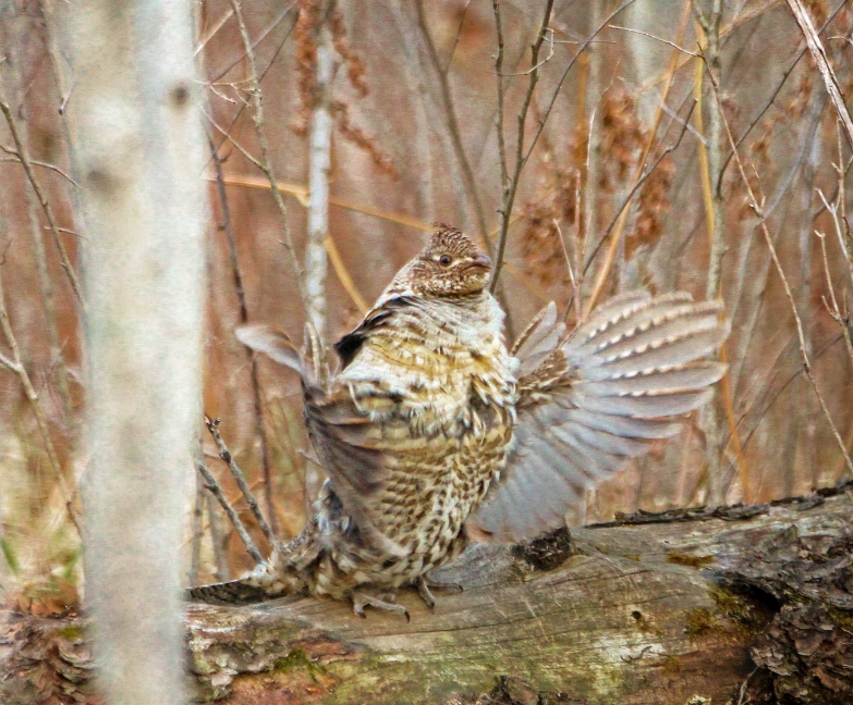 blue grouse vs ruffed grouse