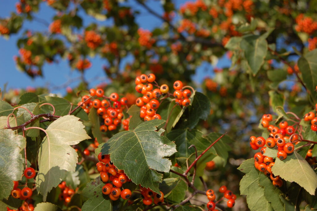 Weather Resistant Red Berry Cluster Branch DS-11 | The Last Straw