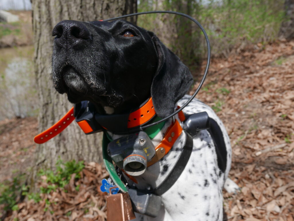 Bird store dog collar