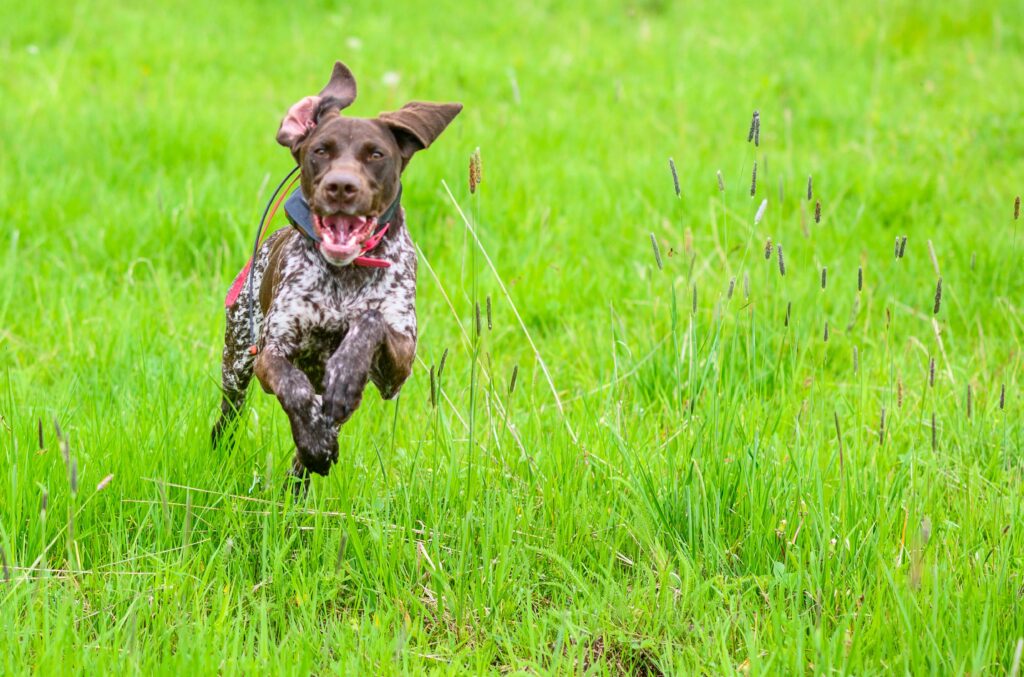 hunting hounds running