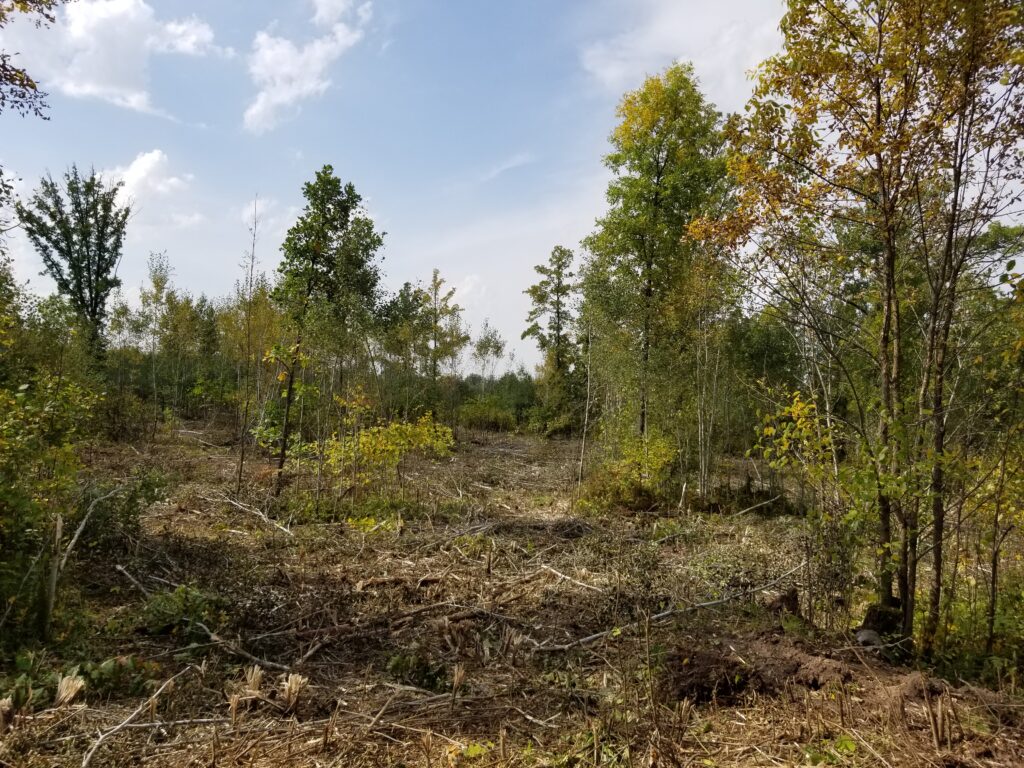 Unpacking the complex relationship between forest age and river